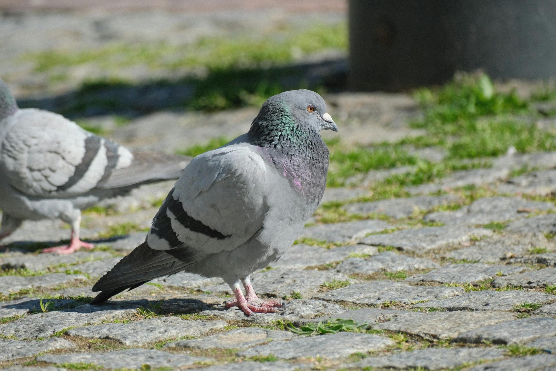 Stadttaube auf einem gepflasterten Platz
