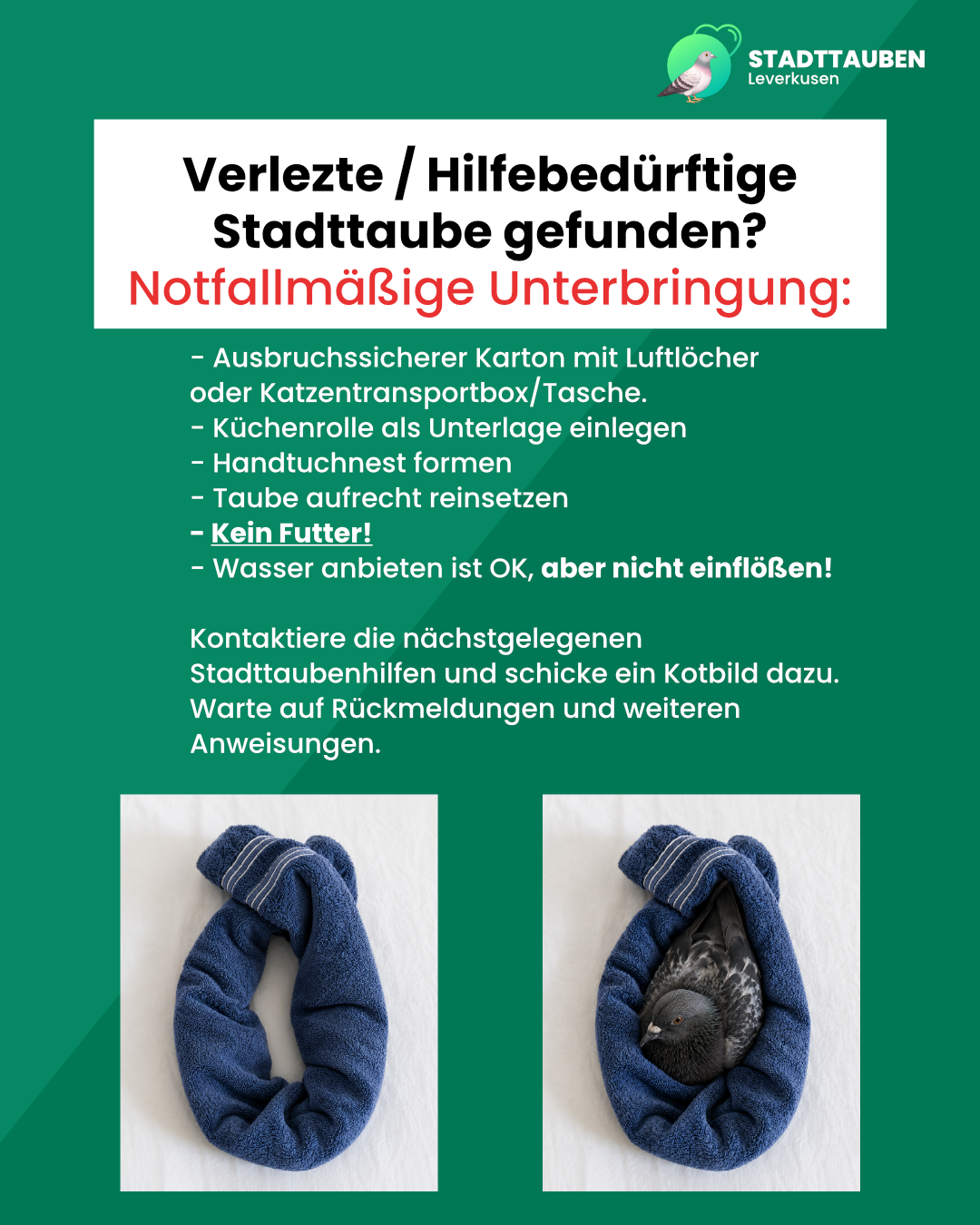 Bildanleitung zur notfallmäßigen Unterbringung einer hilfebedürftigen Stadttaube