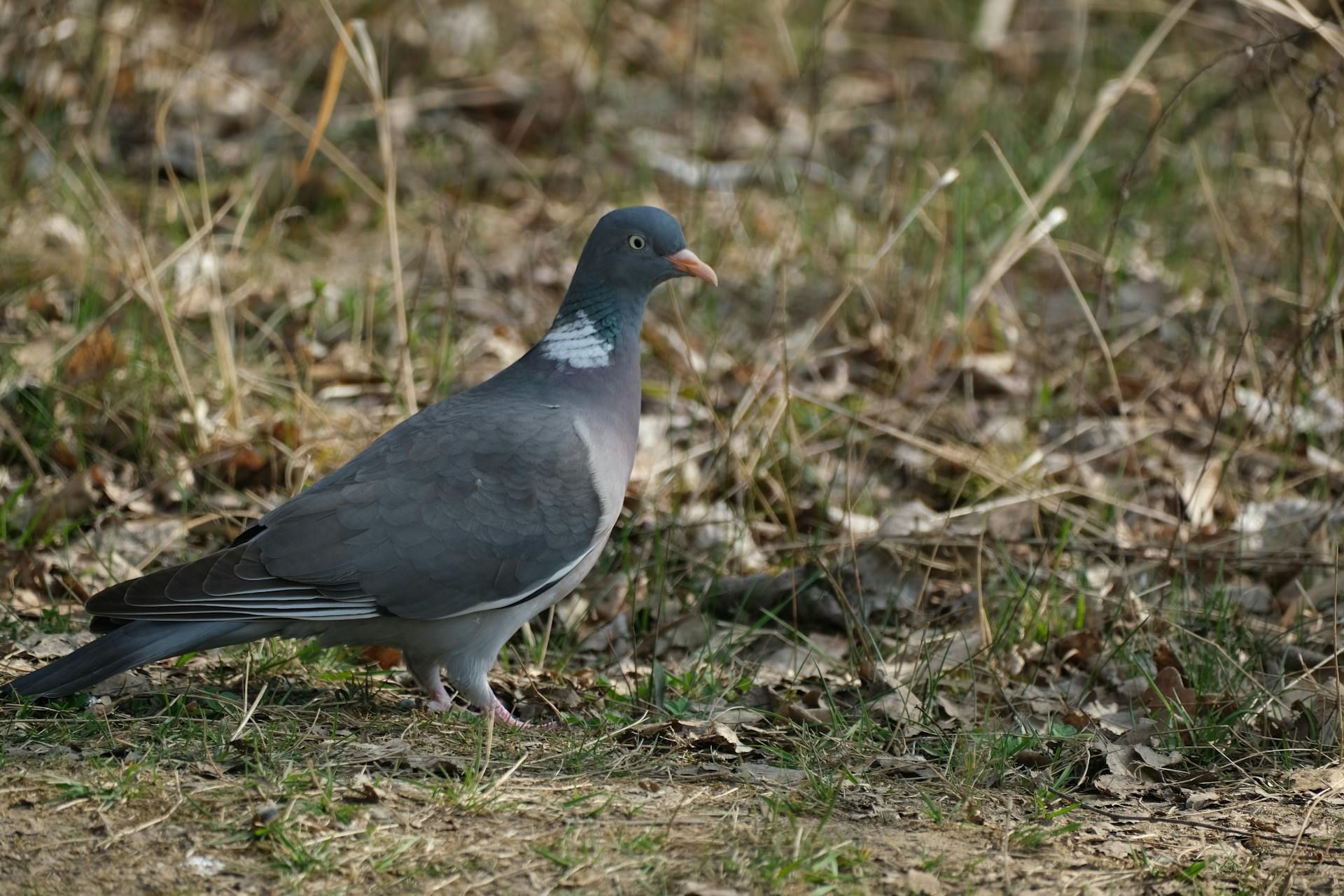 Ringeltaube
