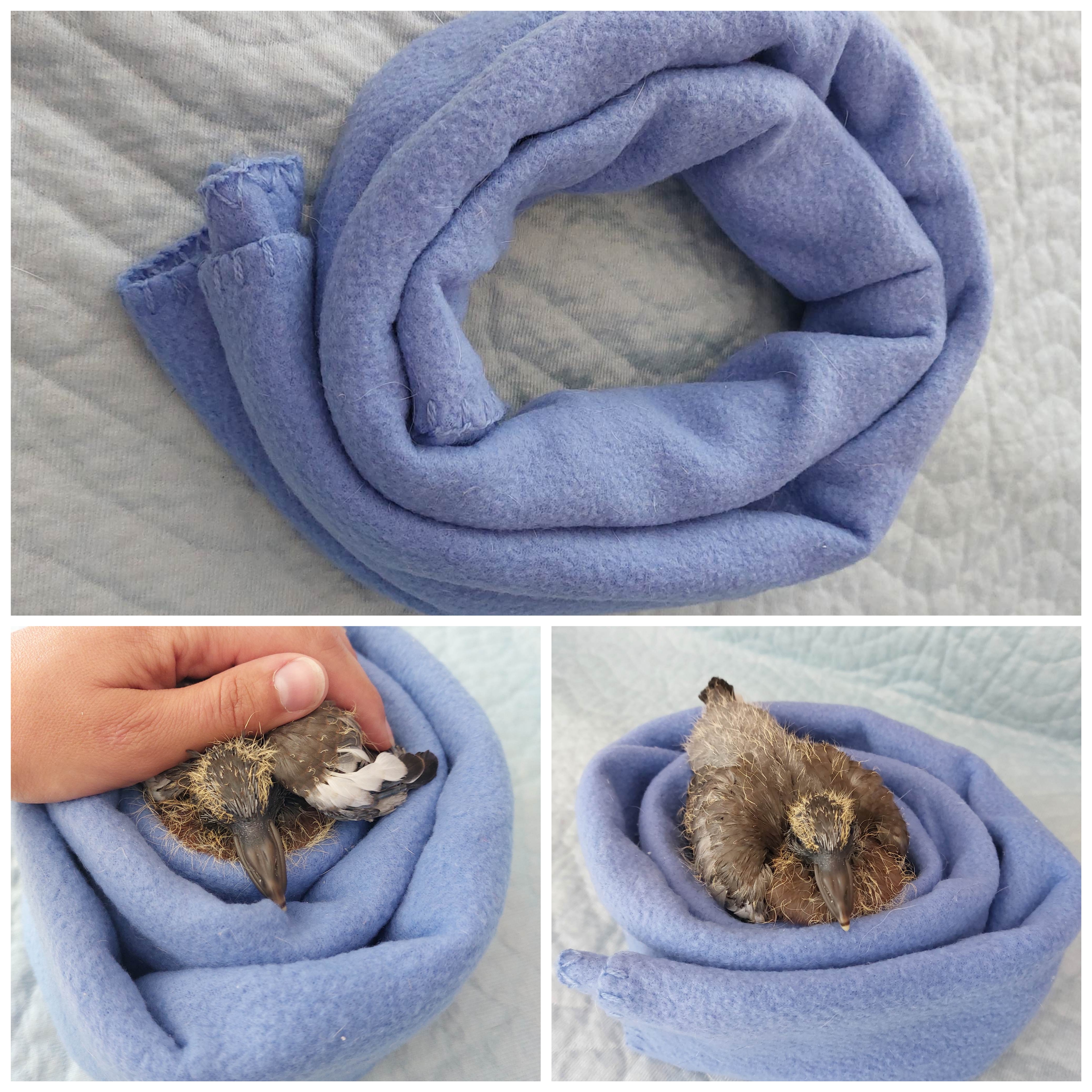 Taube in einem Handtuchnest